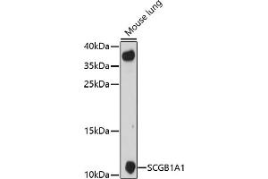 Western blot analysis of extracts of mouse lung, using SCGB1 antibody (6997) at 1:1000 dilution. (SCGB1A1 Antikörper  (AA 22-91))