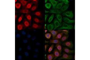 ABIN6262270 and ABIN6277191 staining Hela cells by IF/ICC. (Histone 3 Antikörper  (N-Term))