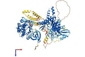 CASK Protein (AA 1-926) (His tag)