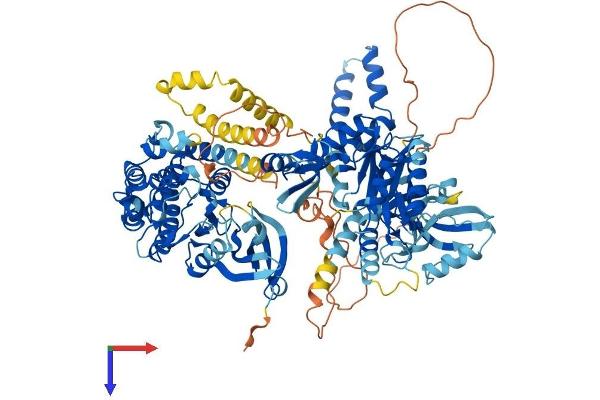 CASK Protein (AA 1-926) (His tag)