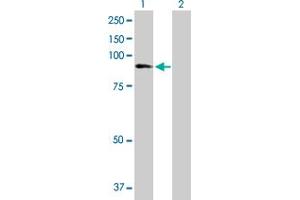 Western Blot analysis of ZNF624 expression in transfected 293T cell line by ZNF624 MaxPab polyclonal antibody. (ZNF624 Antikörper  (AA 1-739))