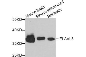 Western blot analysis of extracts of various cells, using ELAVL3 antibody.