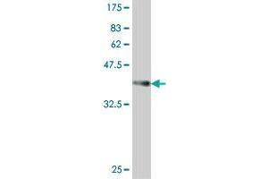 Western Blot detection against Immunogen (37. (CNTLN Antikörper  (AA 971-1070))