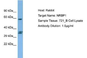 Host: Rabbit Target Name: NRBP1 Sample Type: 721_B Whole Cell lysates Antibody Dilution: 1. (NRBP1 Antikörper  (C-Term))