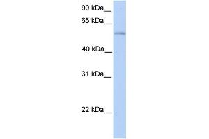 WB Suggested Anti-PLD3 Antibody Titration:  0. (PLD3 Antikörper  (N-Term))