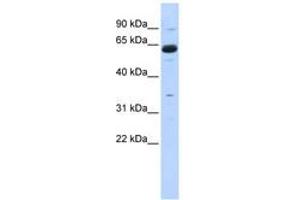 Image no. 1 for anti-Copine I (CPNE1) (AA 215-264) antibody (ABIN6742984) (CPNE1 Antikörper  (AA 215-264))