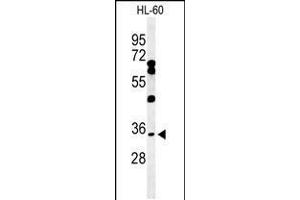 Western blot analysis of BHLHB5 Antibody in HL-60 cell line lysates (35ug/lane) (BHLHE22 Antikörper  (AA 236-264))