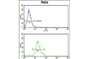 Flow cytometry analysis of Hela cells (bottom histogram) compared to a negative control cell (top histogram). (Dolichol Kinase Antikörper  (AA 312-339))
