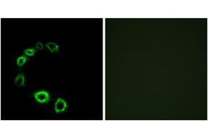Immunofluorescence analysis of HeLa cells, using GPR175 Antibody. (GPR175 Antikörper  (AA 271-320))
