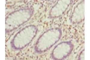 Immunohistochemistry of paraffin-embedded human testis tissue using ABIN7155301 at dilution of 1: 100