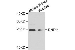 Western blot analysis of extract of mouse kidney and rat liver cells, using RNF11 antibody. (RNF11 Antikörper)