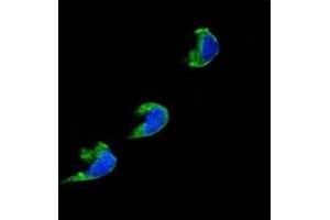 Confocal immunofluorescent analysis of CYP1A2 antibody with 293 cells followed by Alexa Fluor 488-conjugated goat anti-rabbit lgG (green). (CYP1A2 Antikörper  (AA 255-282))