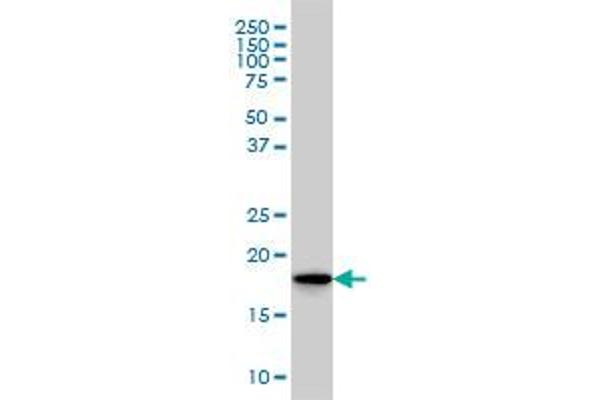 SKP1 anticorps  (AA 53-160)