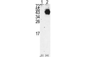 Western blot analysis of PDX1 antibody and 293 cell lysate either nontransfected (Lane 1) or transiently transfected with the PDX1 gene (2). (PDX1 Antikörper  (AA 40-69))