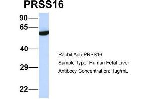 Host:  Rabbit  Target Name:  PRSS16  Sample Type:  Human Fetal Liver  Antibody Dilution:  1. (PRSS16 Antikörper  (Middle Region))