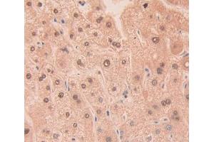 Used in DAB staining on fromalin fixed paraffin- embedded Kidney tissue (RNASE11 Antikörper  (AA 18-199))