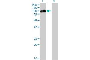 Western Blot analysis of HIPK4 expression in transfected 293T cell line by HIPK4 monoclonal antibody (M01), clone 2E8. (HIPK4 Antikörper  (AA 519-616))