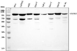 Western blot analysis of GRP94 using anti-GRP94 antibody (ABIN3042463).