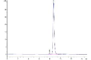 The purity of Mouse IgG2C is greater than 95 % as determined by SEC-HPLC. (IgG2c Protein (AA 97-330))