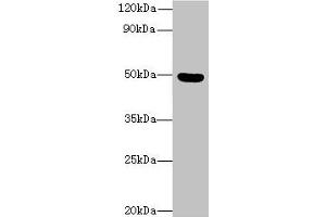 Western blot All lanes: C5orf22 antibody at 8 μg/mL + Mouse brain tissue Secondary Goat polyclonal to rabbit IgG at 1/10000 dilution Predicted band size: 50, 21, 19 kDa Observed band size: 50 kDa (C5ORF22 Antikörper  (AA 101-420))