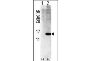 Western blot analysis of ISG15(arrow) using rabbit polyclonal ISG15 Antibody (Center R87) (ABIN387985 and ABIN2844986). (ISG15 Antikörper  (AA 72-99))
