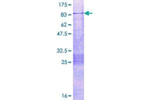 TEAD2 Protein (AA 1-447) (GST tag)