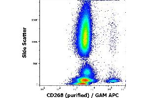 Flow cytometry surface staining pattern of human peripheral whole blood stained using anti-human CD268 (11C1) purified antibody (concentration in sample 0,6 μg/mL, GAM APC). (TNFRSF13C Antikörper)