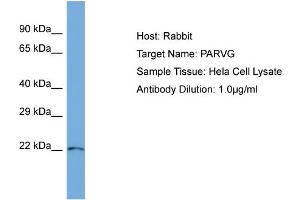 Host: Rabbit Target Name: PARVG Sample Type: Hela Whole Cell lysates Antibody Dilution: 1. (PARVG Antikörper  (N-Term))