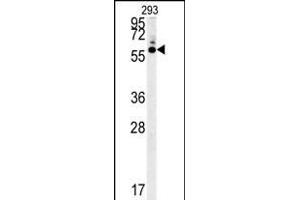 HTR3C Antibody (Center) (ABIN652153 and ABIN2840569) western blot analysis in 293 cell line lysates (35 μg/lane). (HTR3C Antikörper  (AA 128-157))