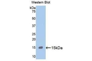 Detection of Recombinant MPO, Human using Monoclonal Antibody to Myeloperoxidase (MPO) (Myeloperoxidase Antikörper  (AA 165-278))