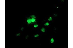 Anti-UBE2E3 mouse monoclonal antibody (ABIN2455772) immunofluorescent staining of COS7 cells transiently transfected by pCMV6-ENTRY UBE2E3 (RC210328). (UBE2E3 Antikörper)