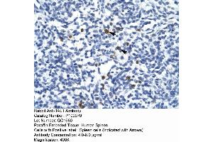 Human Spleen (TAL1 Antikörper  (Middle Region))