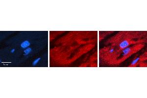 Rabbit Anti-IRF2 Antibody   Formalin Fixed Paraffin Embedded Tissue: Human heart Tissue Observed Staining: Cytoplasmic Primary Antibody Concentration: 1:100 Other Working Concentrations: N/A Secondary Antibody: Donkey anti-Rabbit-Cy3 Secondary Antibody Concentration: 1:200 Magnification: 20X Exposure Time: 0. (IRF2 Antikörper  (N-Term))