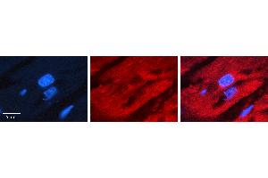 Rabbit Anti-IRF2 Antibody   Formalin Fixed Paraffin Embedded Tissue: Human heart Tissue Observed Staining: Cytoplasmic Primary Antibody Concentration: 1:100 Other Working Concentrations: N/A Secondary Antibody: Donkey anti-Rabbit-Cy3 Secondary Antibody Concentration: 1:200 Magnification: 20X Exposure Time: 0.
