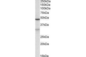 Western Blotting (WB) image for anti-MOB Kinase Activator 2 (MOB2) (Internal Region) antibody (ABIN2464909)