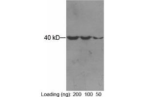 Loading: Purified maltose binding proteinPrimary antibody: 1 µg/mL Mouse Anti-MBP-tag Monoclonal Antibody (ABIN398421) Secondary antibody: Goat Anti-Mouse IgG (H&L) [HRP] Polyclonal Antibody (ABIN398387, 1: 3,000) The signal was developed by ECL. (MBP Tag Antikörper)