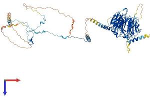 DNAI1 Protein (AA 1-699) (His tag)