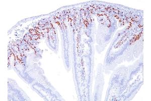 Formalin-fixed, paraffin-embedded Mouse Intestine stained with BrdU Monoclonal Antibody (SPM166). (BrdU Antikörper)