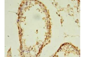 Immunohistochemistry of paraffin-embedded human testis tissue using ABIN7152293 at dilution of 1:100 (EXOSC5 Antikörper  (AA 1-235))