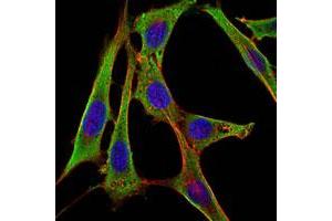 Immunofluorescence analysis of NIH/3T3 cells using FGG monoclonal antibody, clone 5A6  (green) .