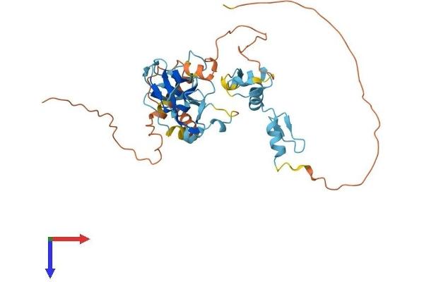 PRDM12 Protein (AA 1-367) (His tag)