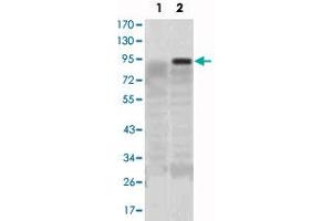 Western blot analysis using KLF4 monoclonal antibody, clone 1E6  against HEK293 (1) and KLF4-hIgGFc transfected HEK293 (2) cell lysate.