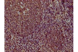 IHC image of ABIN7164680 diluted at 1:100 and staining in paraffin-embedded human tonsil tissue performed on a Leica BondTM system. (PDCD1LG2 Antikörper  (AA 21-118))
