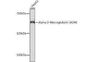 Western blot analysis of extracts of HepG2 cells, using Alpha-2-Macroglobulin (Alpha-2-Macroglobulin (M)) Rabbit mAb (ABIN7265558) at 1:1000 dilution. (alpha 2 Macroglobulin Antikörper)