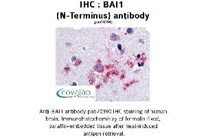 Image no. 1 for anti-Brain-Specific Angiogenesis Inhibitor 1 (BAI1) (N-Term) antibody (ABIN1732202) (BAI1 Antikörper  (N-Term))