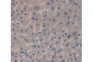IHC-P analysis of Mouse Tissue, with DAB staining. (EPO Antikörper  (AA 82-192))