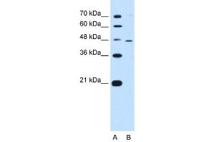 RNF25 antibody used at 0.