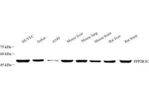 Western blot analysis of PPP2R3C (ABIN7075280) at dilution of 1: 1000