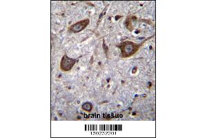 GRIA4 Antibody immunohistochemistry analysis in formalin fixed and paraffin embedded human brain tissue followed by peroxidase conjugation of the secondary antibody and DAB staining. (GRIA4 Antikörper  (AA 296-325))