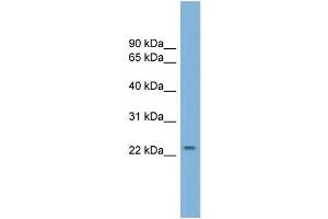 WB Suggested Anti-GRPEL1 Antibody Titration:  0.